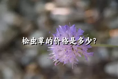 松虫草的价格是多少？