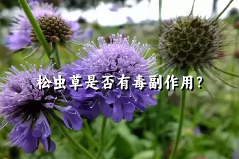 松虫草是否有毒副作用？