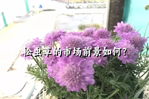 松虫草的市场前景如何？