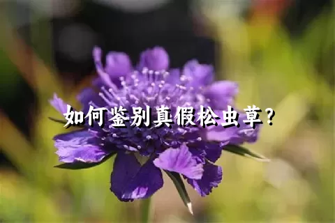 如何鉴别真假松虫草？