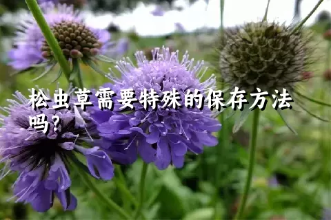 松虫草需要特殊的保存方法吗？