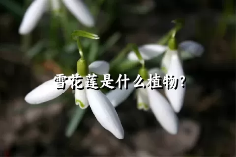 雪花莲是什么植物？