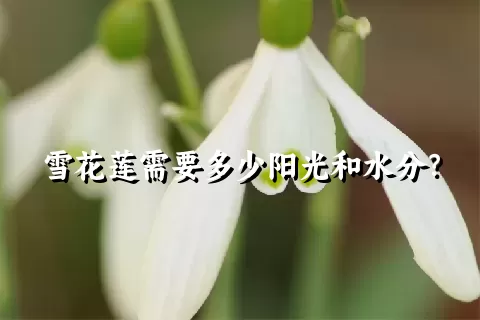 雪花莲需要多少阳光和水分？