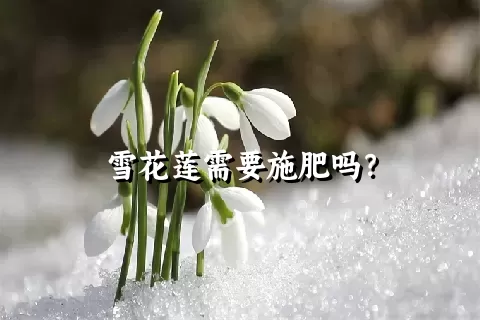 雪花莲需要施肥吗？