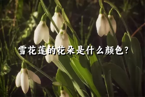 雪花莲的花朵是什么颜色？