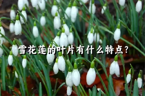 雪花莲的叶片有什么特点？