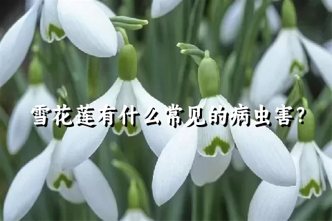 雪花莲有什么常见的病虫害？