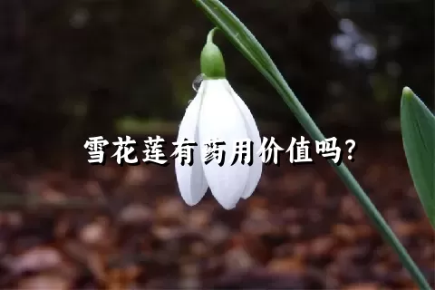 雪花莲有药用价值吗？