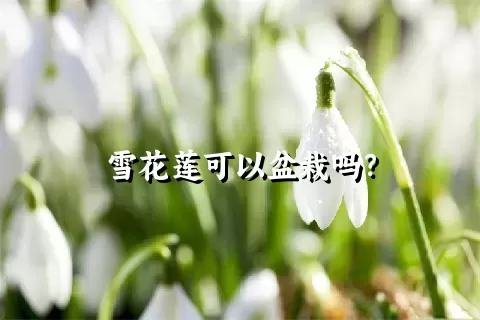 雪花莲可以盆栽吗？