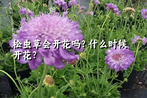 松虫草会开花吗？什么时候开花？