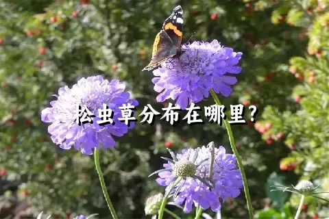 松虫草分布在哪里?