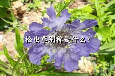 松虫草别称是什么？