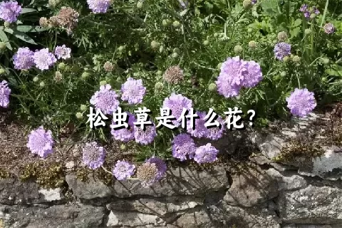 松虫草是什么花？