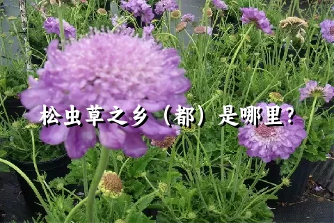 松虫草之乡（都）是哪里？