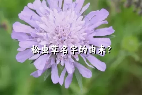 松虫草名字的由来？