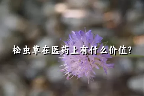 松虫草在医药上有什么价值？