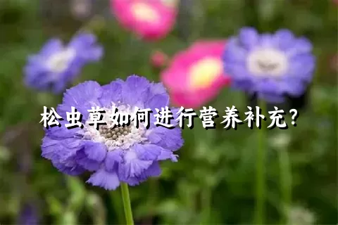 松虫草如何进行营养补充？