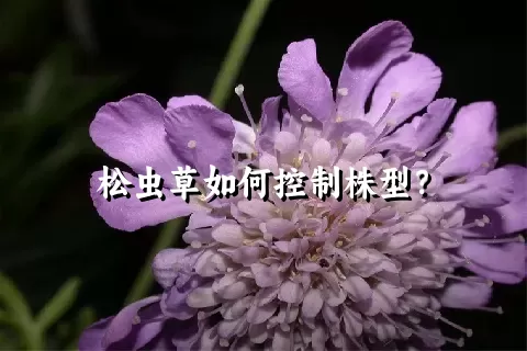 松虫草如何控制株型？