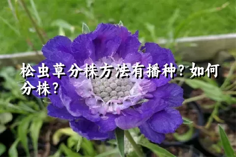 松虫草分株方法有播种？如何分株？