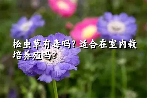 松虫草有毒吗？适合在室内栽培养殖吗？