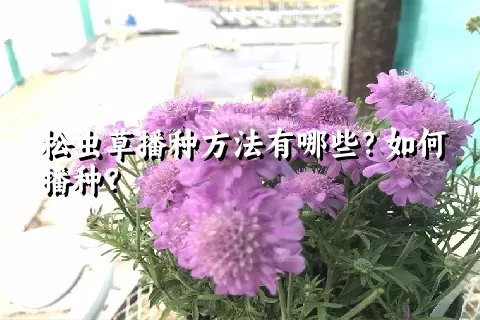 松虫草播种方法有哪些？如何播种？