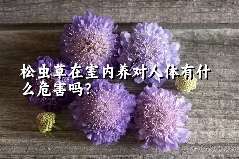 松虫草在室内养对人体有什么危害吗？