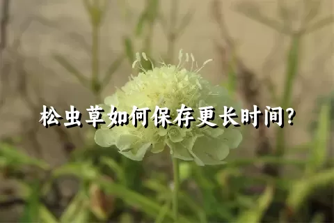 松虫草如何保存更长时间？