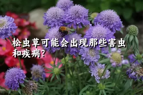 松虫草可能会出现那些害虫和疾病？