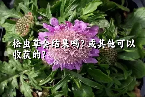 松虫草会结果吗？或其他可以收获的？