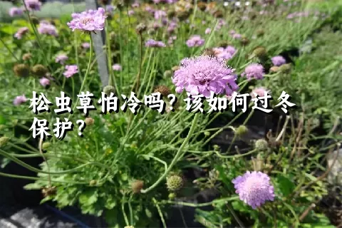 松虫草怕冷吗？该如何过冬保护？