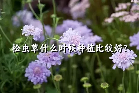 松虫草什么时候种植比较好？