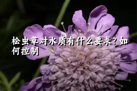 松虫草对水质有什么要求？如何控制