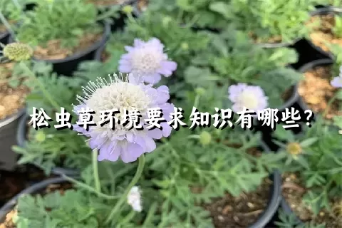 松虫草环境要求知识有哪些？