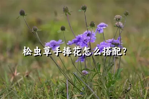 松虫草手捧花怎么搭配？