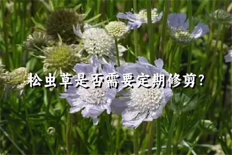 松虫草是否需要定期修剪？