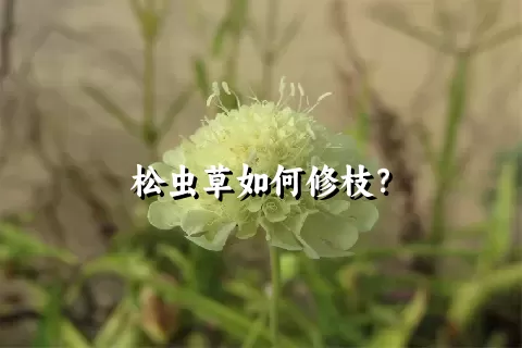 松虫草如何修枝？