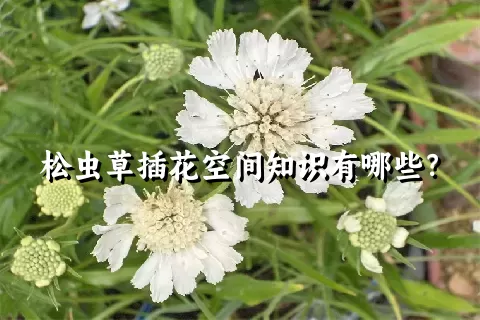 松虫草插花空间知识有哪些？