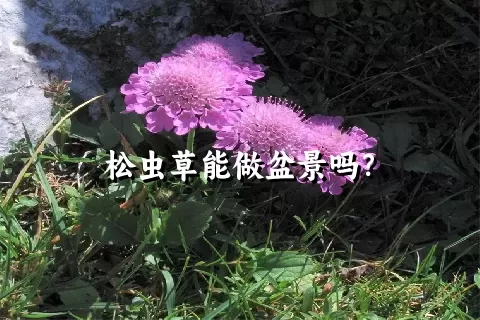 松虫草能做盆景吗？