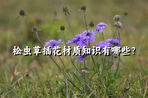 松虫草插花材质知识有哪些？