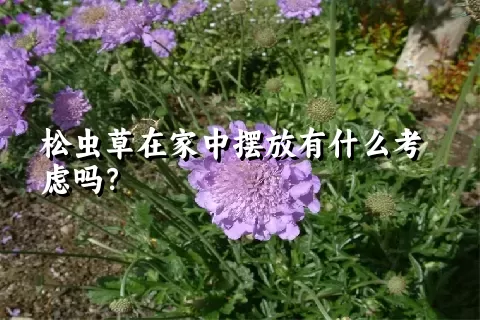 松虫草在家中摆放有什么考虑吗？