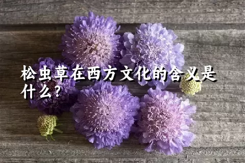 松虫草在西方文化的含义是什么？