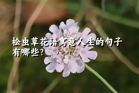 松虫草花语寓意人生的句子有哪些？