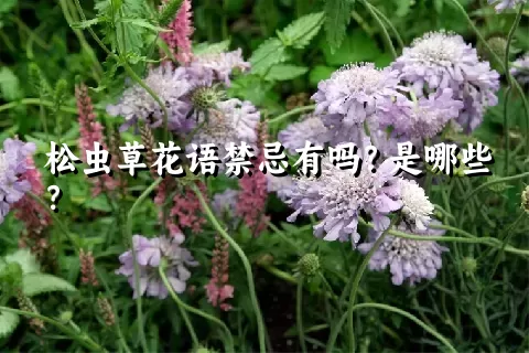 松虫草花语禁忌有吗？是哪些？