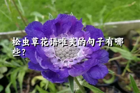 松虫草花语唯美的句子有哪些？