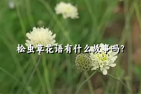 松虫草花语有什么故事吗？