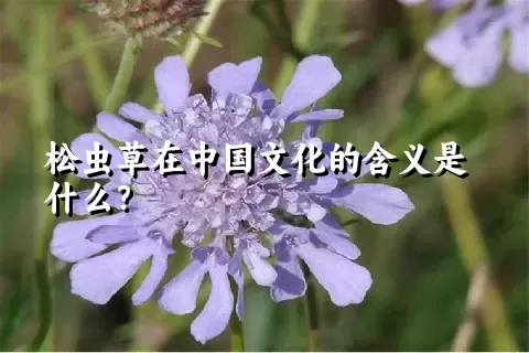 松虫草在中国文化的含义是什么？