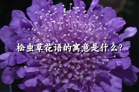 松虫草花语的寓意是什么？