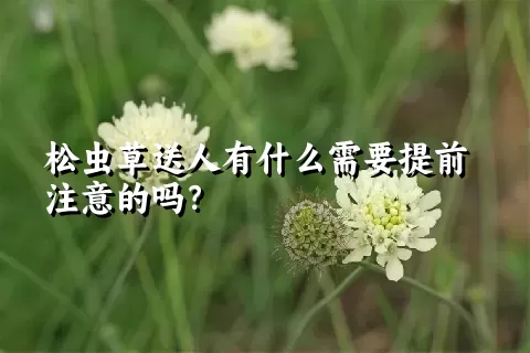 松虫草送人有什么需要提前注意的吗？