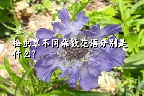 松虫草不同朵数花语分别是什么？