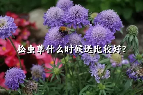 松虫草什么时候送比较好？